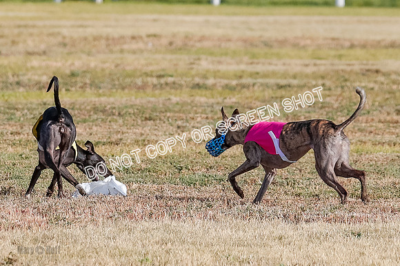 Open 1, Flight B, Sealli-Bindi-Fayde-5785