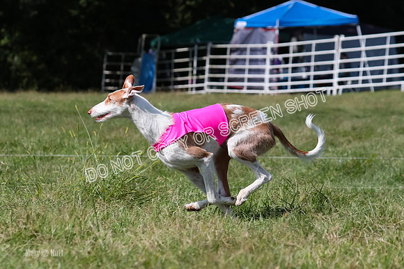 Prelim, Unknown Dogs-7982