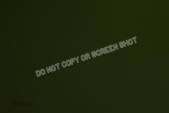 Cat Test 1-0481
