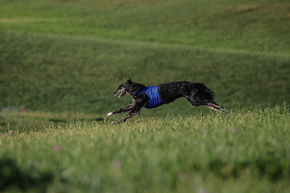 1 Prelims Vet 1 Yaro Chase Zip-3108