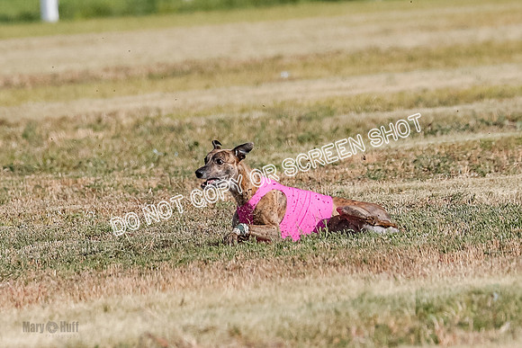 Specials 1, Prelim, Charlie-Gator-Winta-6115