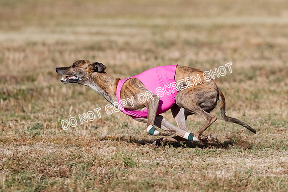 Specials 1, Prelim, Charlie-Gator-Winta-6101