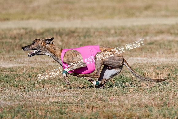 Specials 1, Prelim, Charlie-Gator-Winta-6098-2