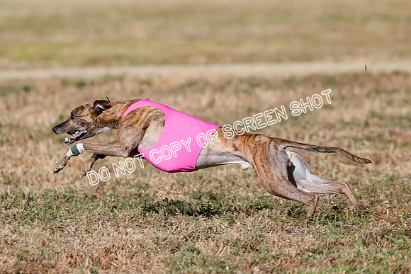Specials 1, Prelim, Charlie-Gator-Winta-6103