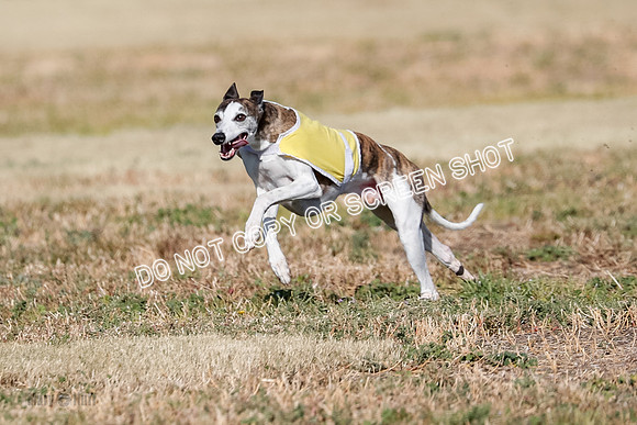 Specials 1, Prelim, Charlie-Gator-Winta-6089