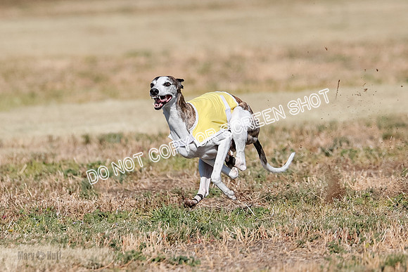 Specials 1, Prelim, Charlie-Gator-Winta-6088