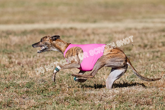 Specials 1, Prelim, Charlie-Gator-Winta-6102