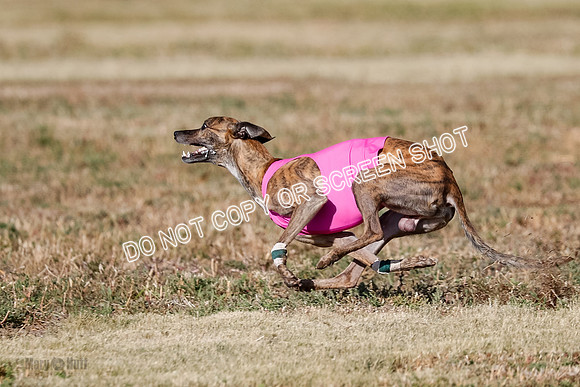 Specials 1, Prelim, Charlie-Gator-Winta-6106