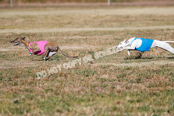 Specials 1, Prelim, Charlie-Gator-Winta-6098