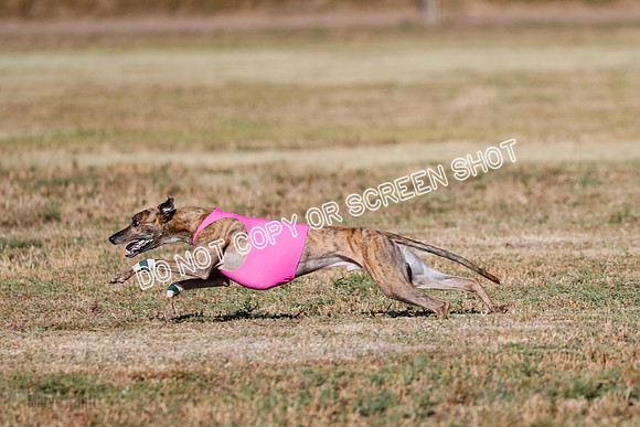 Specials 1, Prelim, Charlie-Gator-Winta-6099
