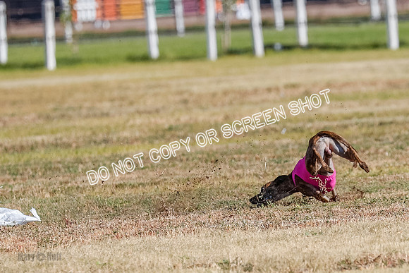 Specials 1, Prelim, Charlie-Gator-Winta-6113
