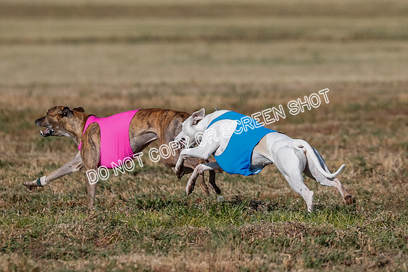 Specials 1, Prelim, Charlie-Gator-Winta-6111