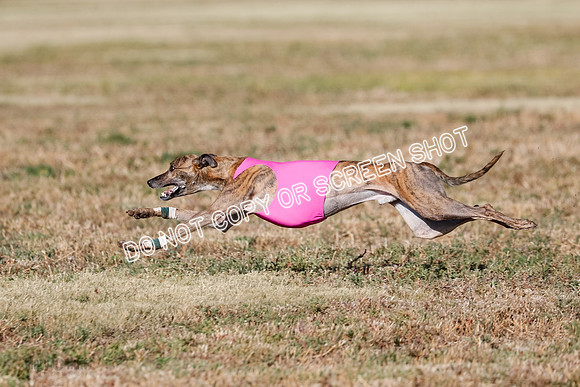 Specials 1, Prelim, Charlie-Gator-Winta-6104