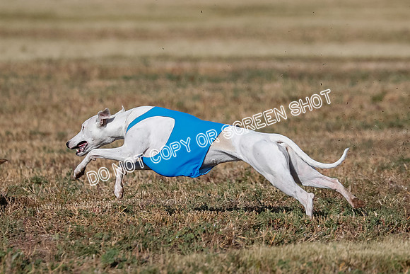 Specials 1, Prelim, Charlie-Gator-Winta-6109