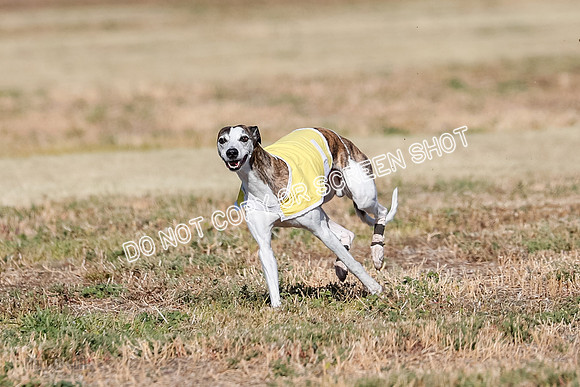 Specials 1, Prelim, Charlie-Gator-Winta-6087