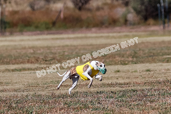 Open 1, Flight B, Finals, Squiggles-Thor-Kaia-6768