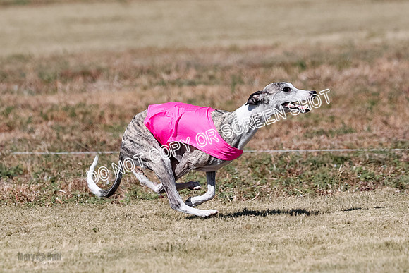 Open 1, Flight B, Finals, Squiggles-Thor-Kaia-6773