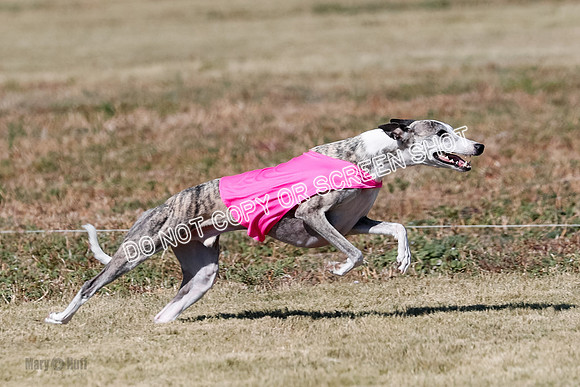 Open 1, Flight B, Finals, Squiggles-Thor-Kaia-6774