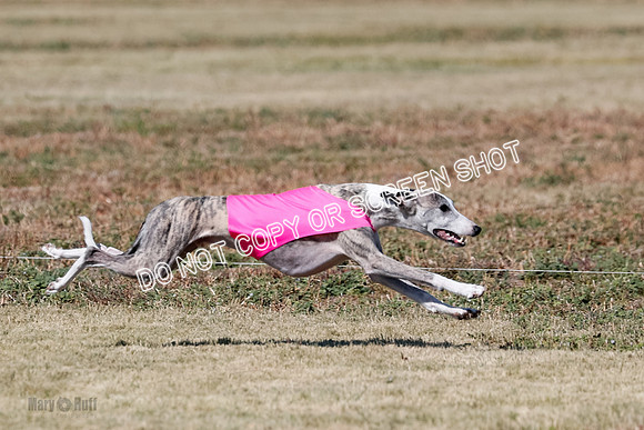 Open 1, Flight B, Finals, Squiggles-Thor-Kaia-6775