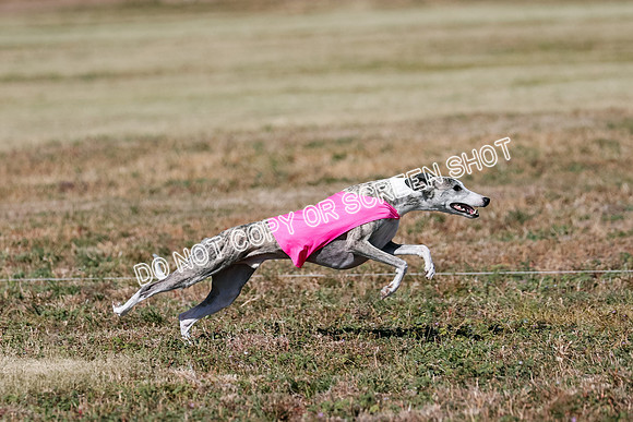 Open 1, Flight B, Finals, Squiggles-Thor-Kaia-6778