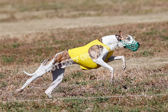 Open 1, Flight B, Finals, Squiggles-Thor-Kaia-6780