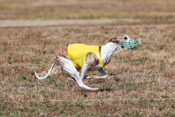 Open 1, Flight B, Finals, Squiggles-Thor-Kaia-6783