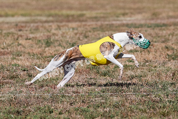 Open 1, Flight B, Finals, Squiggles-Thor-Kaia-6784