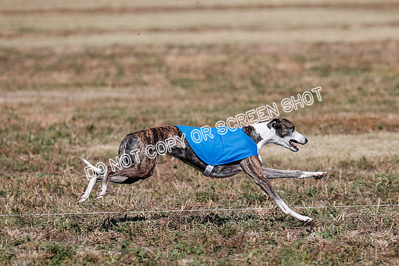 Open 1, Flight B, Finals, Squiggles-Thor-Kaia-6790