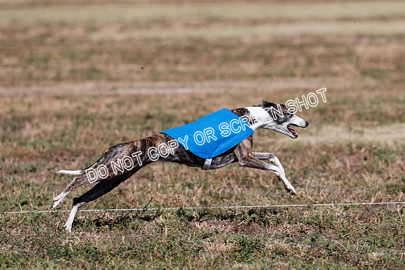 Open 1, Flight B, Finals, Squiggles-Thor-Kaia-6789