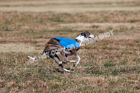 Open 1, Flight B, Finals, Squiggles-Thor-Kaia-6792
