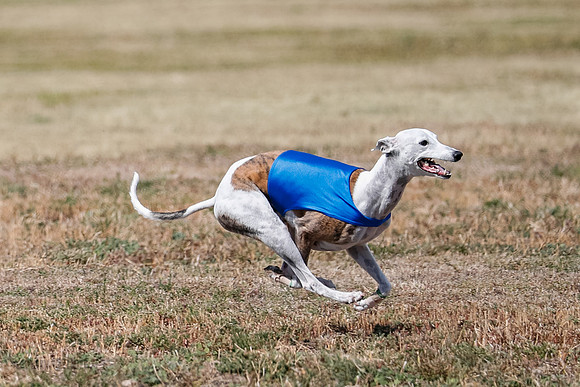 Veteran 2, Final, Arya-Manning-Piper-7129
