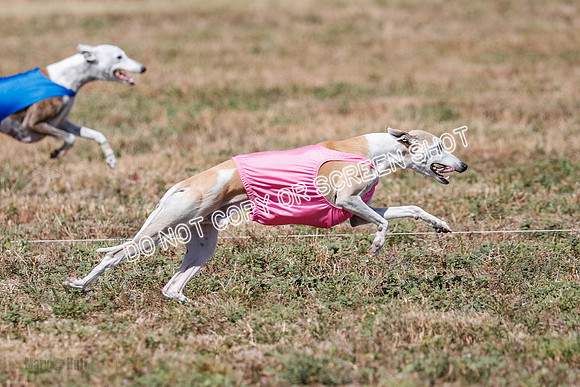 Veteran 2, Final, Arya-Manning-Piper-7132