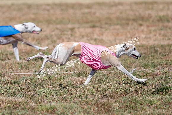 Veteran 2, Final, Arya-Manning-Piper-7133