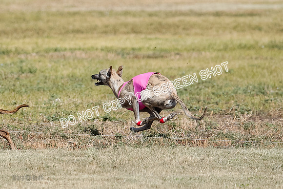 Open Flight A & B Run Off -7210