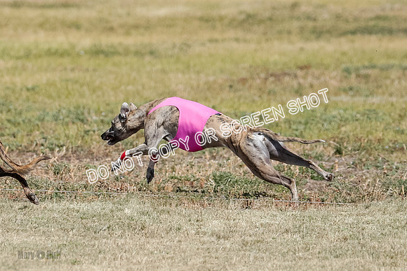 Open Flight A & B Run Off -7208