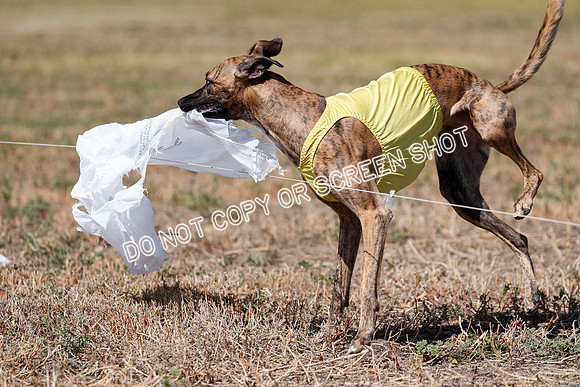 Open Flight A & B Run Off -7234
