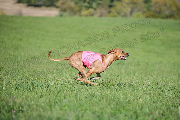 1 Prelims Open 1 Kinky Ash Zanna-4440