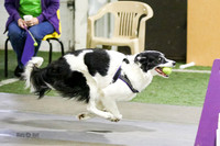 1-Wagging Tails /lRuff Position