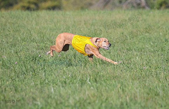 1 Prelims Vet 2 Xena Libby-5314