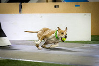48-Ulti-Mutts/K9 Wrecking Ballz