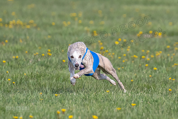 1Prelims Open D2 Roo Manny Boodles-0541