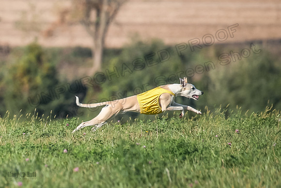 1 Prelims Open A1 Zero Fennec Indy-9187