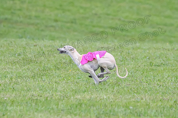 Prelim Open B3, Tusi Dany Tails-8451