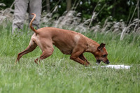 Certs & Test Dogs