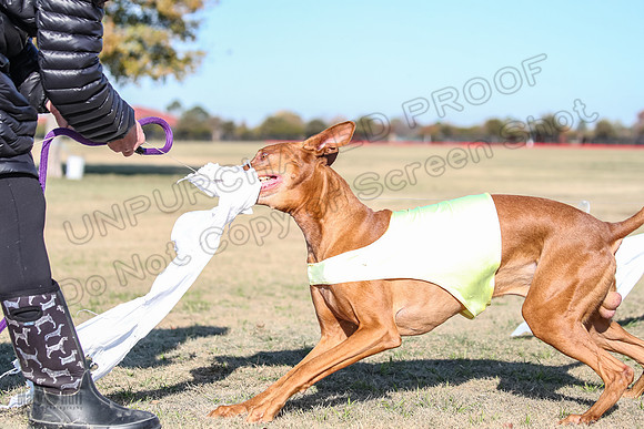 1Prelims Vet 1 Caper Copper-1021