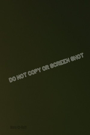 Cat Test 1-0319