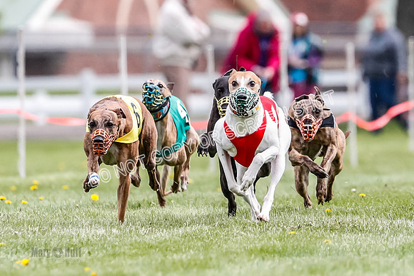 WRA, Prg 1, Race 11, Entei Watson Chernobog Dusty Snacks Riggs-8437