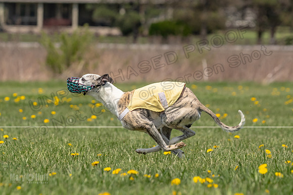 Finals Open F4 Easy Fenn Ace-3964