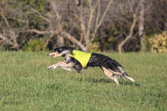 1 Prelims Vet 1 Yaro Chase Zip-3071