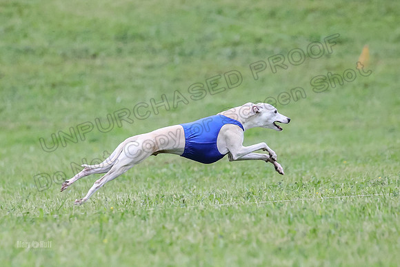 Prelim Open C1, Mizuno Prim Oscar-8602